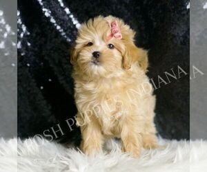 Maltipoo Puppy for sale in WARSAW, IN, USA