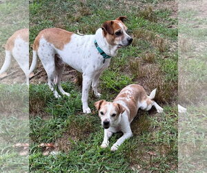 Chihuahua Dogs for adoption in Boonton, NJ, USA