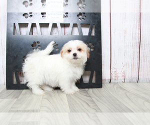 Zuchon Puppy for sale in MARIETTA, GA, USA