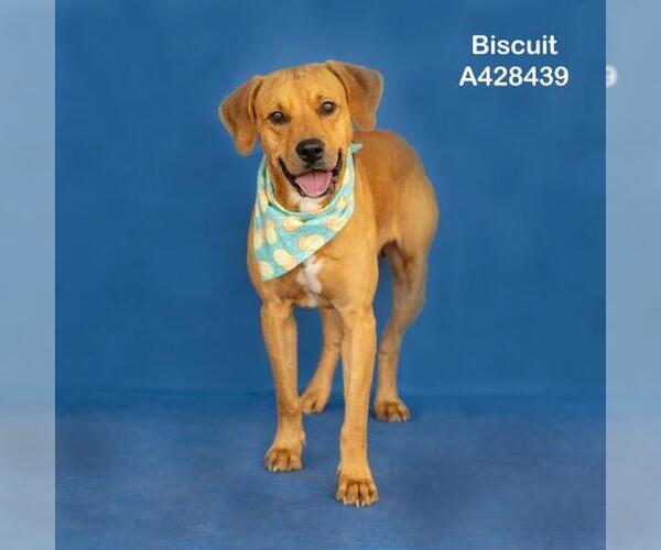 Medium Photo #2 Labrador Retriever-Unknown Mix Puppy For Sale in Conroe, TX, USA