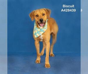BISCUIT - Male Labrador Retriever-Unknown Mix Dog for Adoption - Photo #2