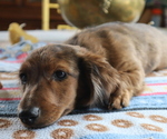 Small Photo #1 Dachshund Puppy For Sale in MARATHON, NY, USA