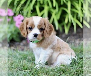 Cavalier King Charles Spaniel Puppy for sale in CHRISTIANA, PA, USA