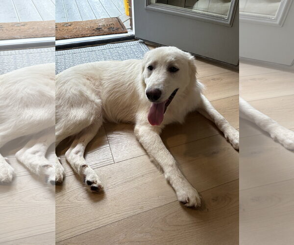 Medium Photo #3 Great Pyrenees-Unknown Mix Puppy For Sale in Bend, OR, USA