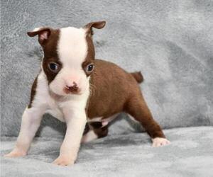 Boston Terrier Puppy for sale in HOMINY, OK, USA