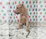 Small Photo #36 Phu Quoc (Vietnam Island) Ridgeback Puppy For Sale in HELOTES, TX, USA