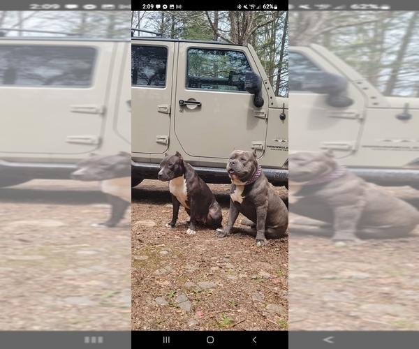 Medium Photo #1 American Pit Bull Terrier Puppy For Sale in BENTON, PA, USA