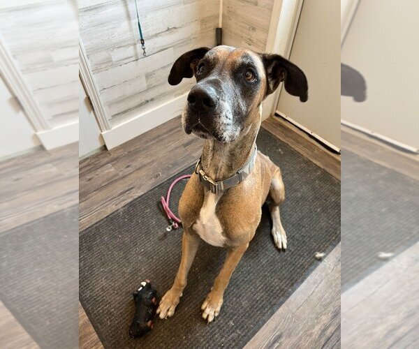 Medium Photo #1 Great Dane Puppy For Sale in Bullard, TX, USA