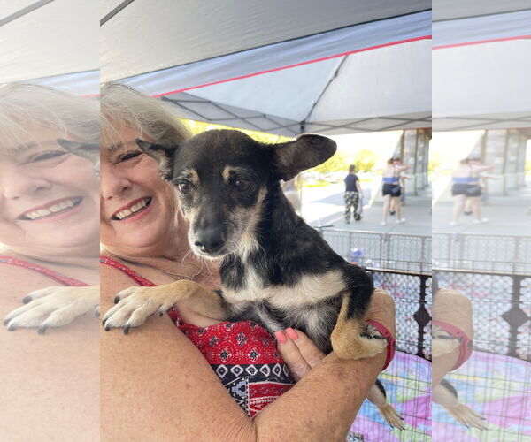 Medium Photo #3 Jack Russell Terrier-Unknown Mix Puppy For Sale in Chico, CA, USA