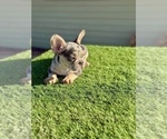 Small #1 French Bulldog