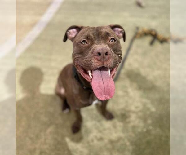 Medium Photo #1 Mutt Puppy For Sale in Las Vegas, NV, USA