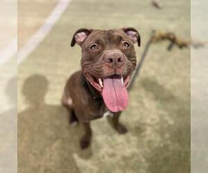 Mutt Dogs for adoption in Las Vegas, NV, USA