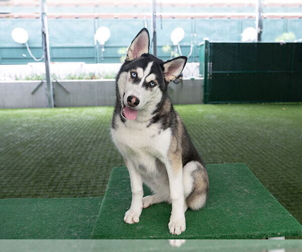 Medium Photo #2 Siberian Husky Puppy For Sale in Pasadena, CA, USA