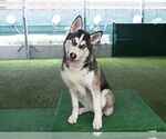 Small #1 Siberian Husky