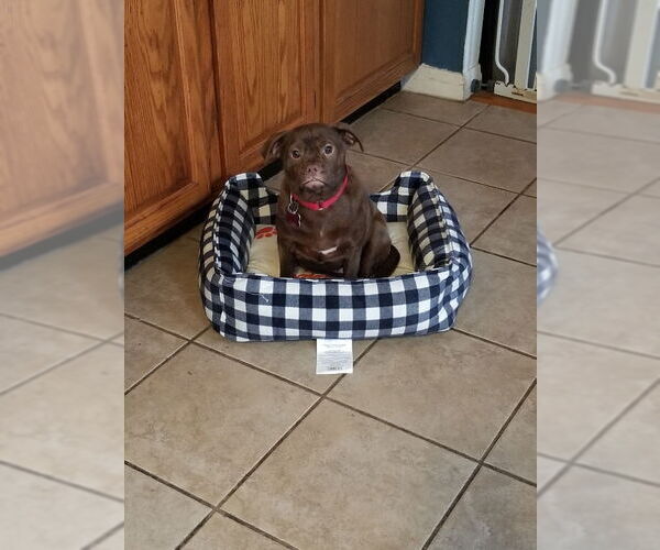 Medium Photo #5 Pug-Unknown Mix Puppy For Sale in Mount Laurel, NJ, USA