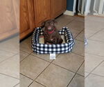 Small #4 Pug Mix