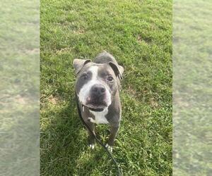 TOSH - Male Mutt Dog for Adoption - Photo #2