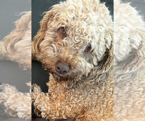 Mother of the Maltipoo puppies born on 04/21/2025