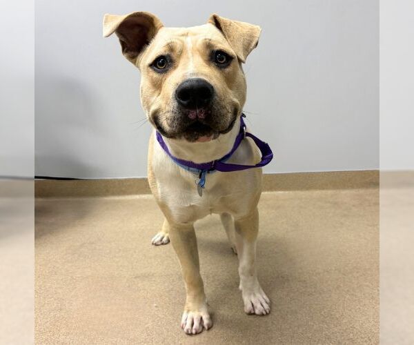 Medium Photo #1 Mutt Puppy For Sale in Aurora, CO, USA