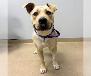 Mutt Dogs for adoption in Aurora, CO, USA