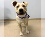 Small Mutt