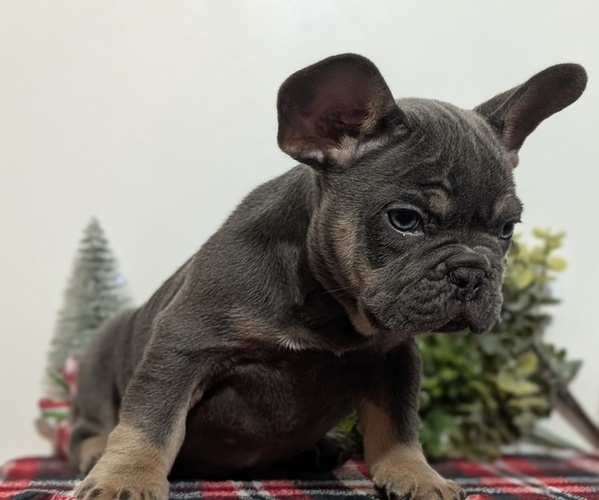 Medium Photo #12 French Bulldog Puppy For Sale in GOSHEN, IN, USA