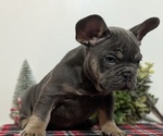 Small Photo #28 French Bulldog Puppy For Sale in GOSHEN, IN, USA