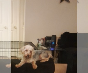Poodle (Toy)-YorkiePoo Mix Puppy for sale in SHELBY, NC, USA