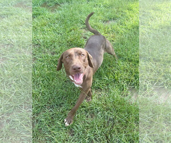 Medium Photo #3 Labrador Retriever-Unknown Mix Puppy For Sale in Eastman, GA, USA