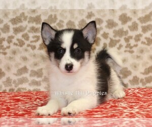 Pomsky Puppy for sale in DENVER, PA, USA