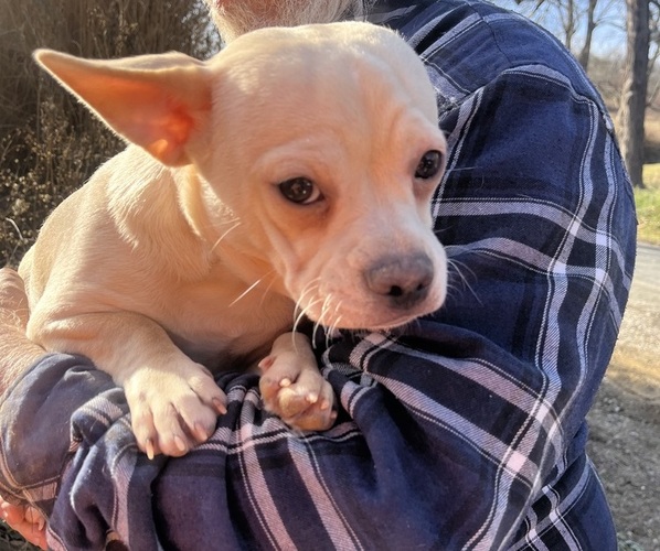 Medium Photo #84 French Bullhuahua Puppy For Sale in SPRAGGS, PA, USA