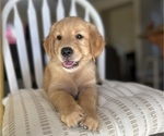 Image preview for Ad Listing. Nickname: Litter of 3
