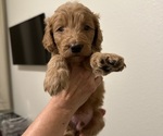 Puppy Puppy 3 Goldendoodle