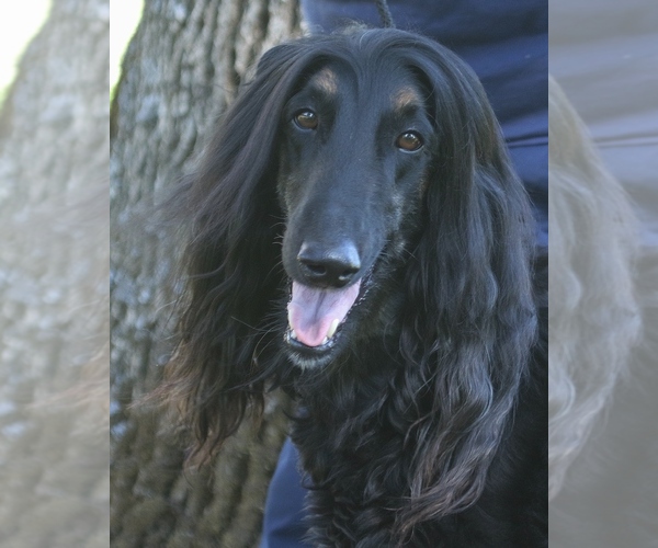 Medium Photo #1 Afghan Hound Puppy For Sale in WINSTON, OR, USA