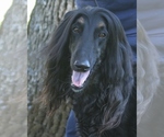 Small Photo #1 Afghan Hound Puppy For Sale in WINSTON, OR, USA
