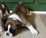 Small Photo #9 English Bulldog Puppy For Sale in ANDERSON, SC, USA