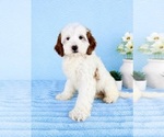Small #3 Goldendoodle (Miniature)