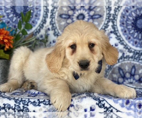 Medium Photo #3 Golden Retriever Puppy For Sale in LANCASTER, PA, USA