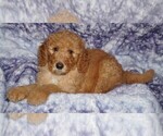 Small #1 Labradoodle