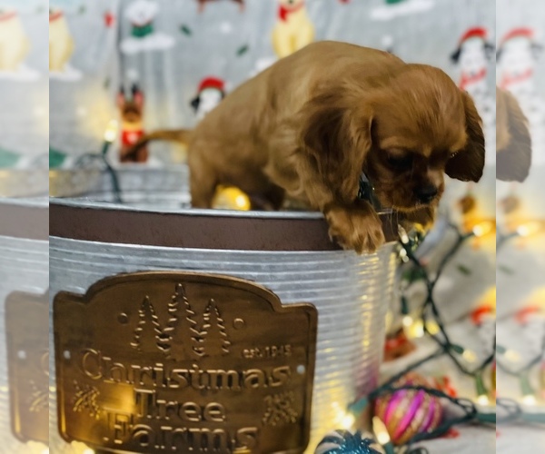 Medium Photo #12 Cavalier King Charles Spaniel Puppy For Sale in CINCINNATI, OH, USA