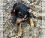 Small #2 Rat Terrier