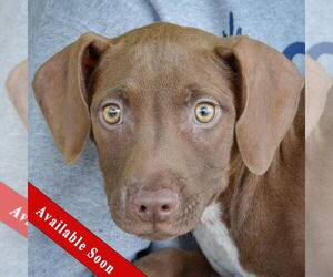 American Staffordshire Terrier-Labrador Retriever Mix Dogs for adoption in Huntley, IL, USA