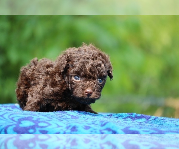 Medium Photo #7 Poodle (Toy) Puppy For Sale in DYERSBURG, TN, USA