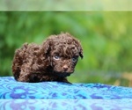 Small #6 Poodle (Toy)