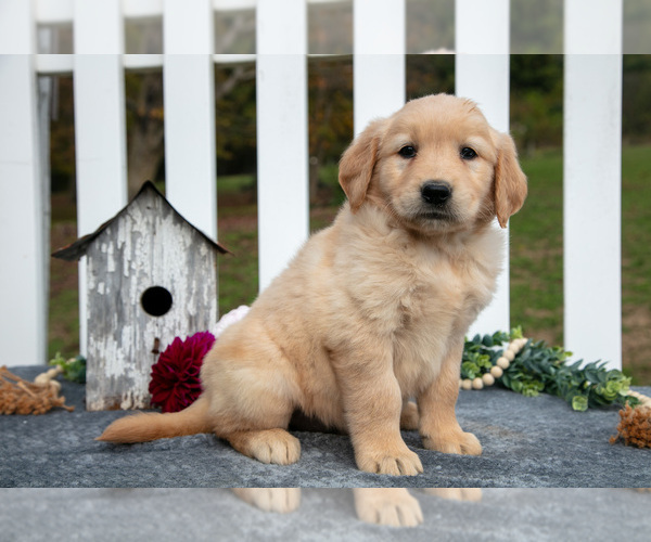 Medium Photo #8 Golden Retriever Puppy For Sale in HOLMESVILLE, OH, USA