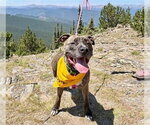 Small #2 American Pit Bull Terrier-Catahoula Leopard Dog Mix