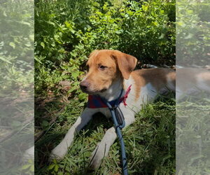 Puppy Milo - Male Mutt Dog for Adoption - Photo #3