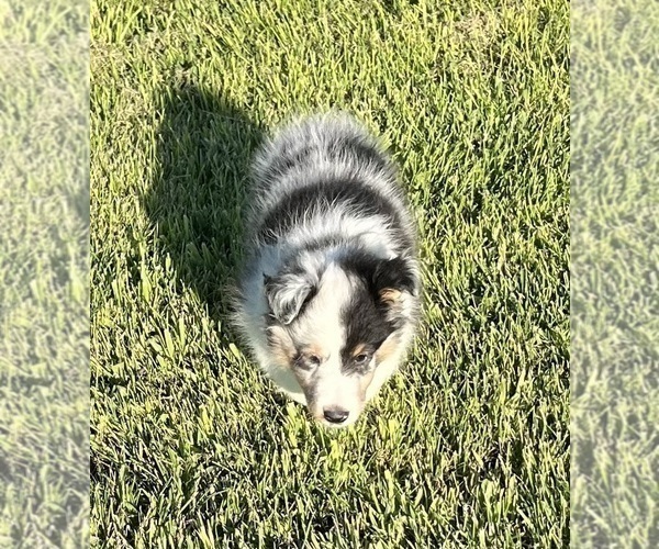 Medium Photo #12 Shetland Sheepdog Puppy For Sale in FORT MORGAN, CO, USA