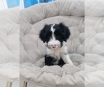 Puppy Alice Tibetan Terrier