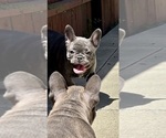 Small #4 French Bulldog